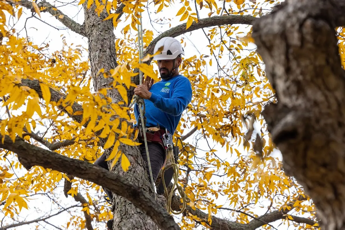 Skilled Tree Planting crew working in Covington